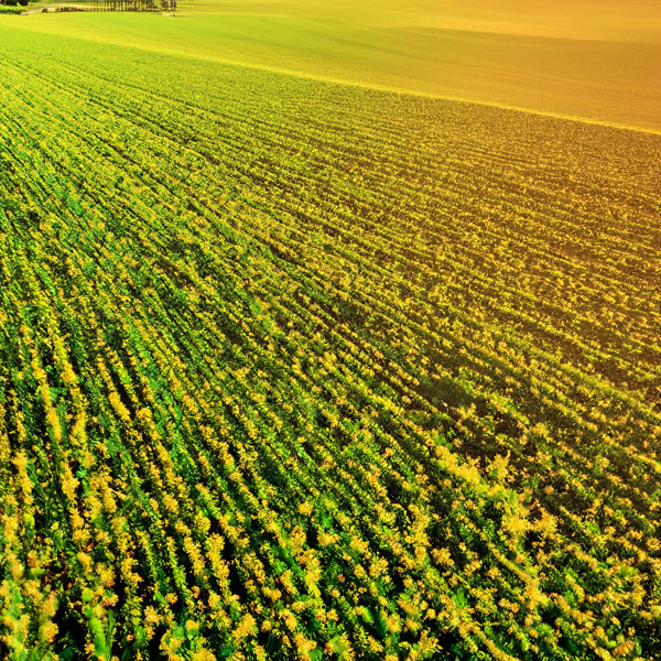 Agriculture and Pesticides